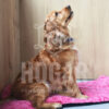 Tapete hueso - Imagen 2